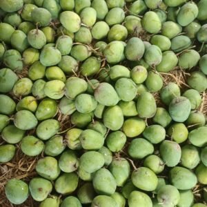 রাজশাহীর আসল হিমসাগর আম (প্রতি কেজি ১১৮ টাকা)