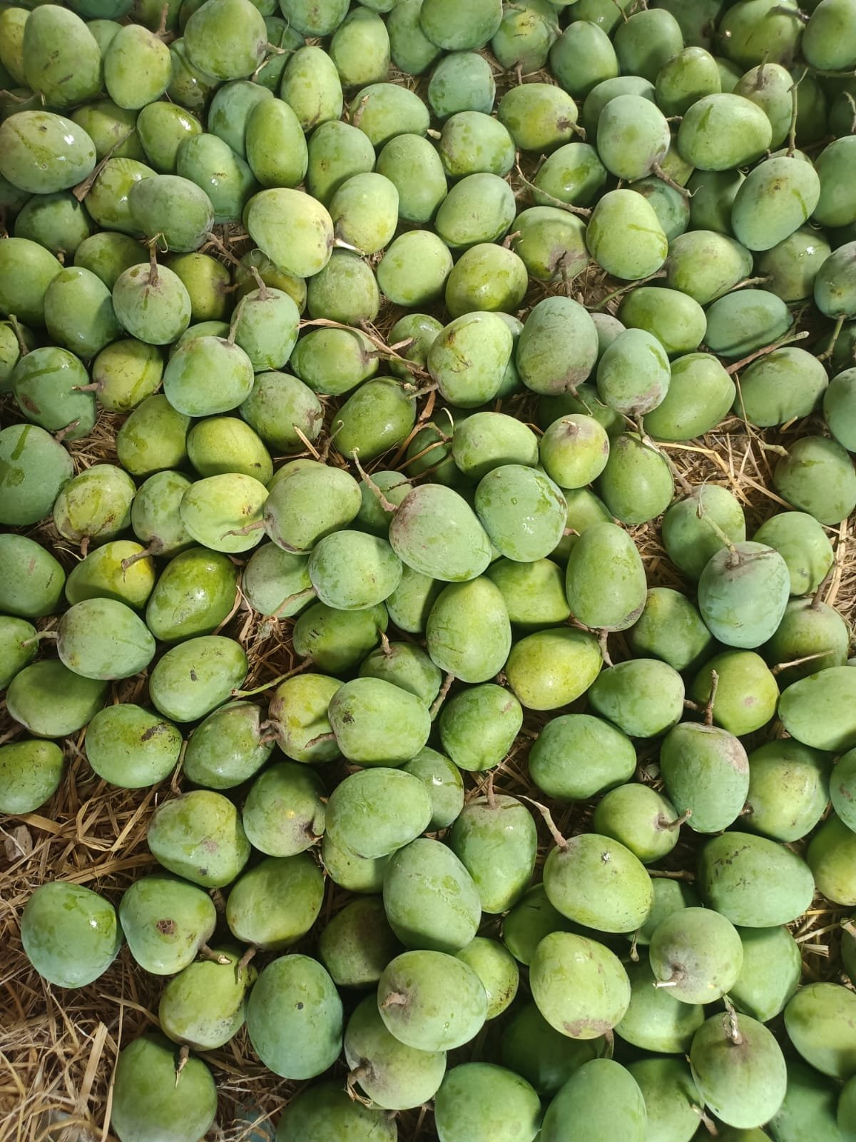 রাজশাহীর আসল হিমসাগর আম (প্রতি কেজি ১১৮ টাকা)
